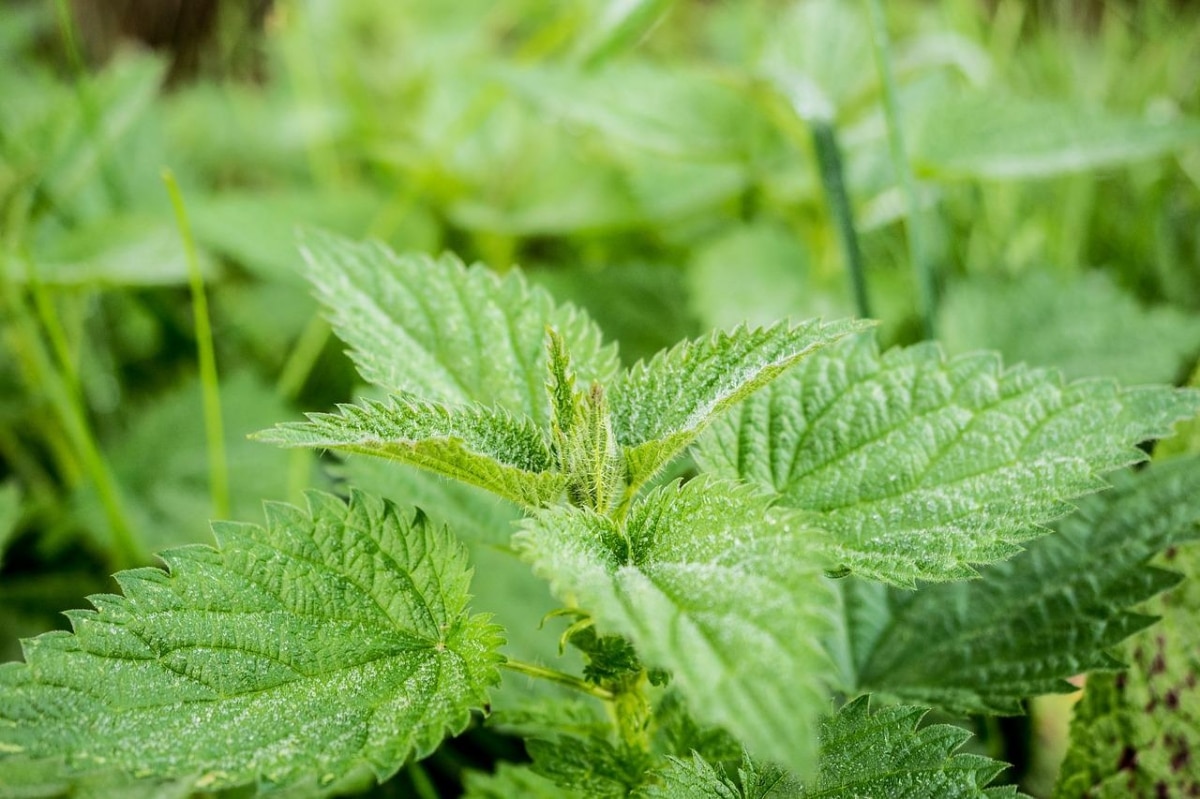 Nettle can cause allergies