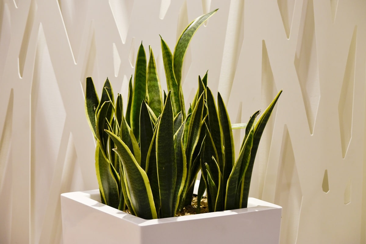 benefits and properties of sansevieria