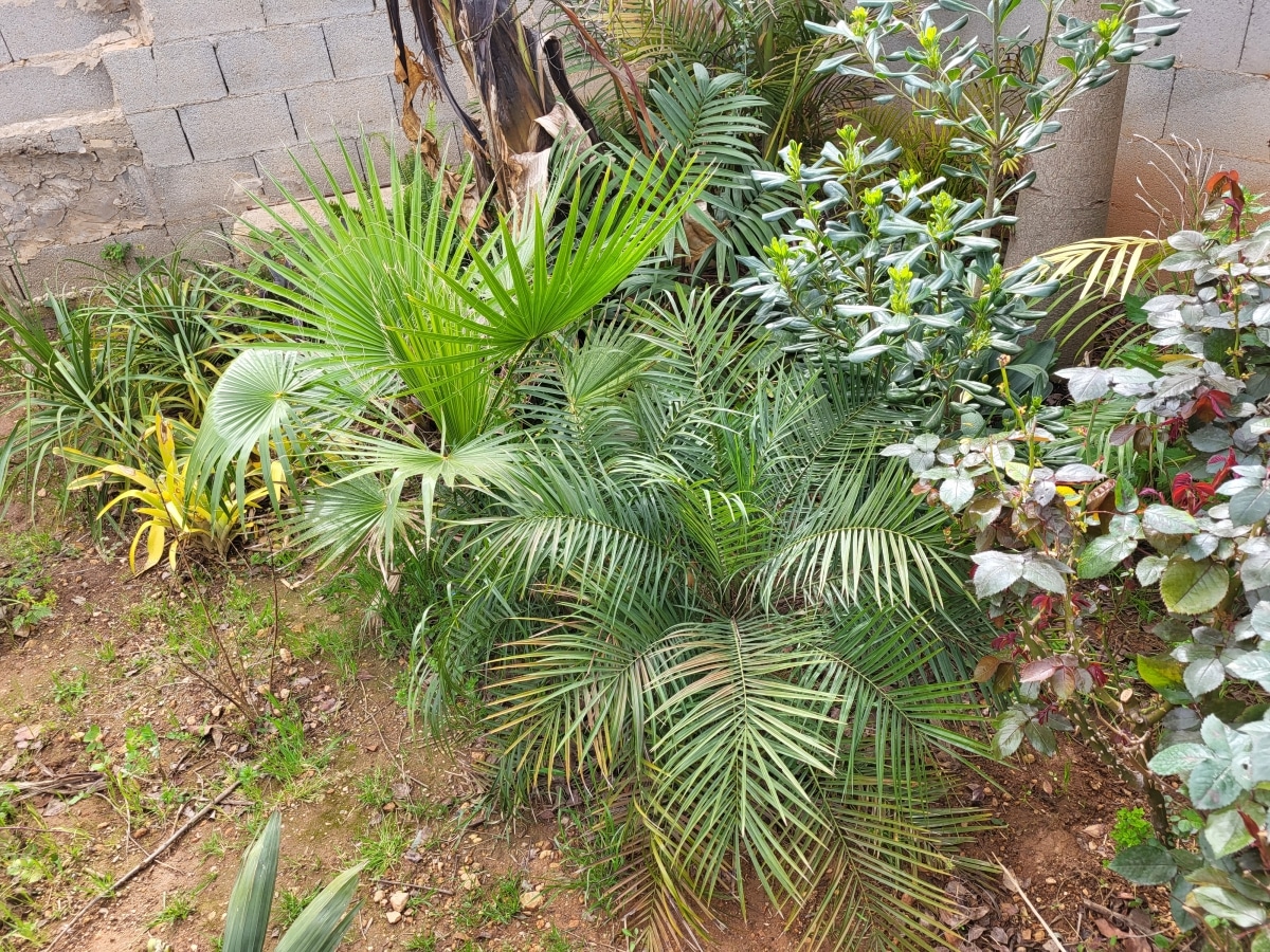Palm trees grow best in the ground