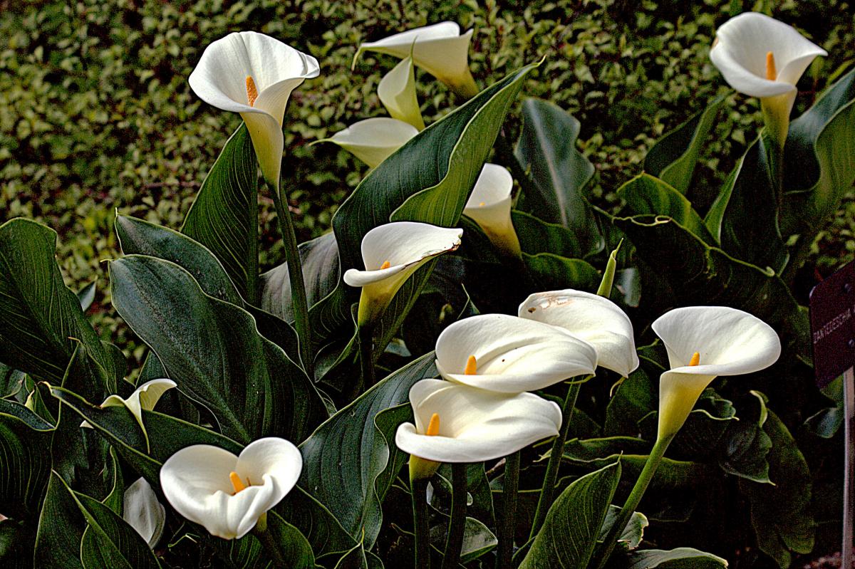 calla lilies bloom in spring