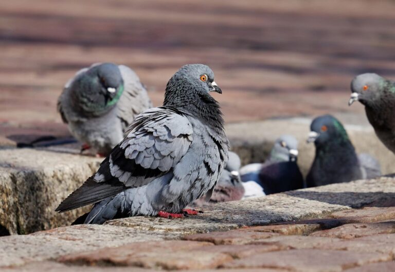 How To Buy Pigeon Spikes |  Gardening enabled