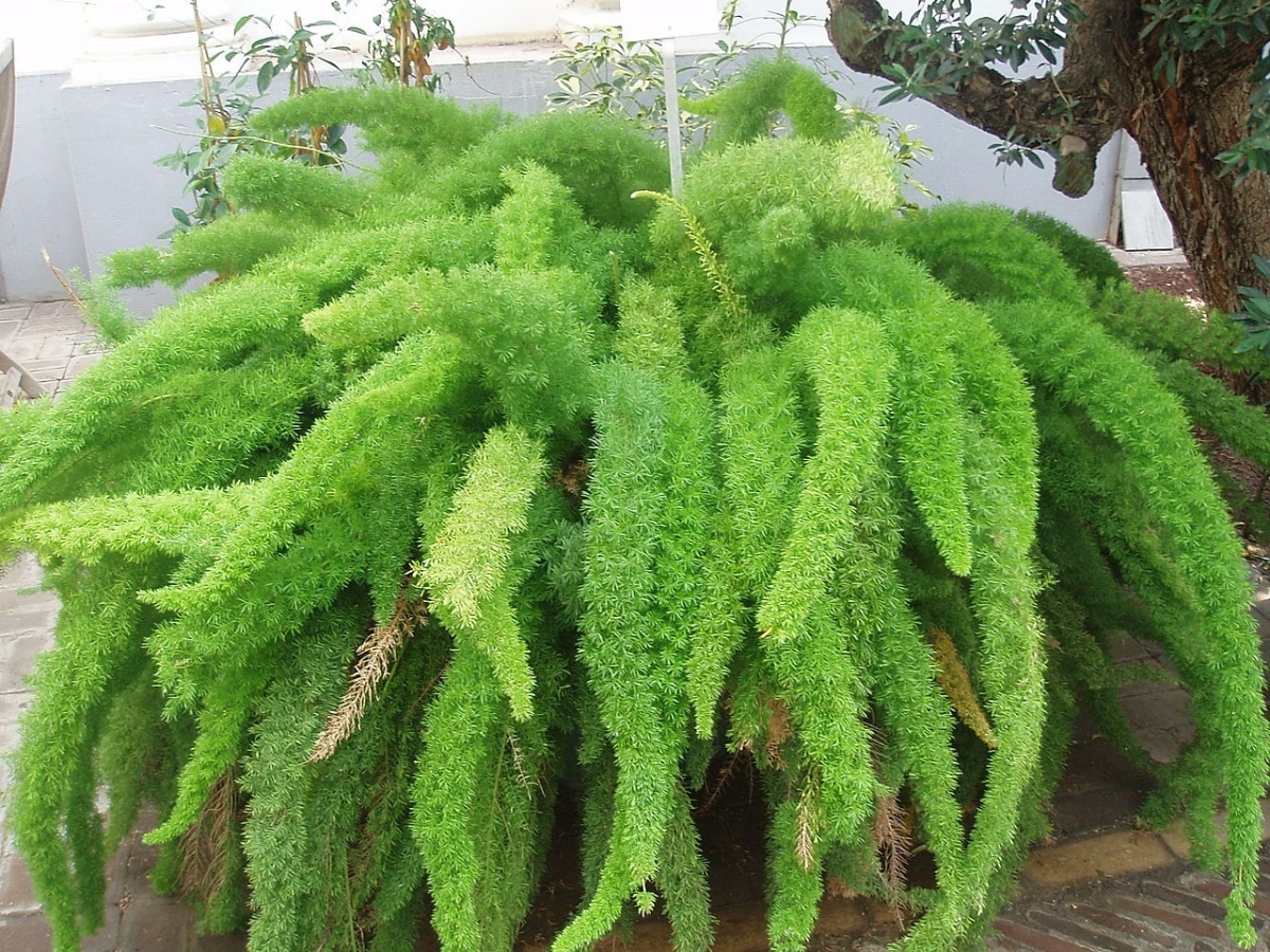 Asparagus densiflorus is a perennial plant