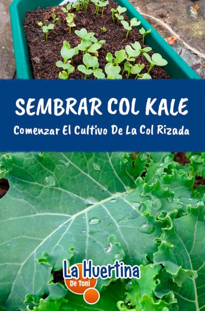 plant kale