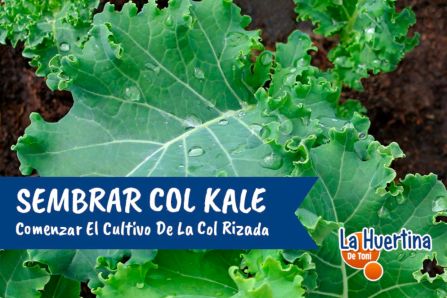 The cultivation of Kale or Kale cabbage.  How and when to plant it