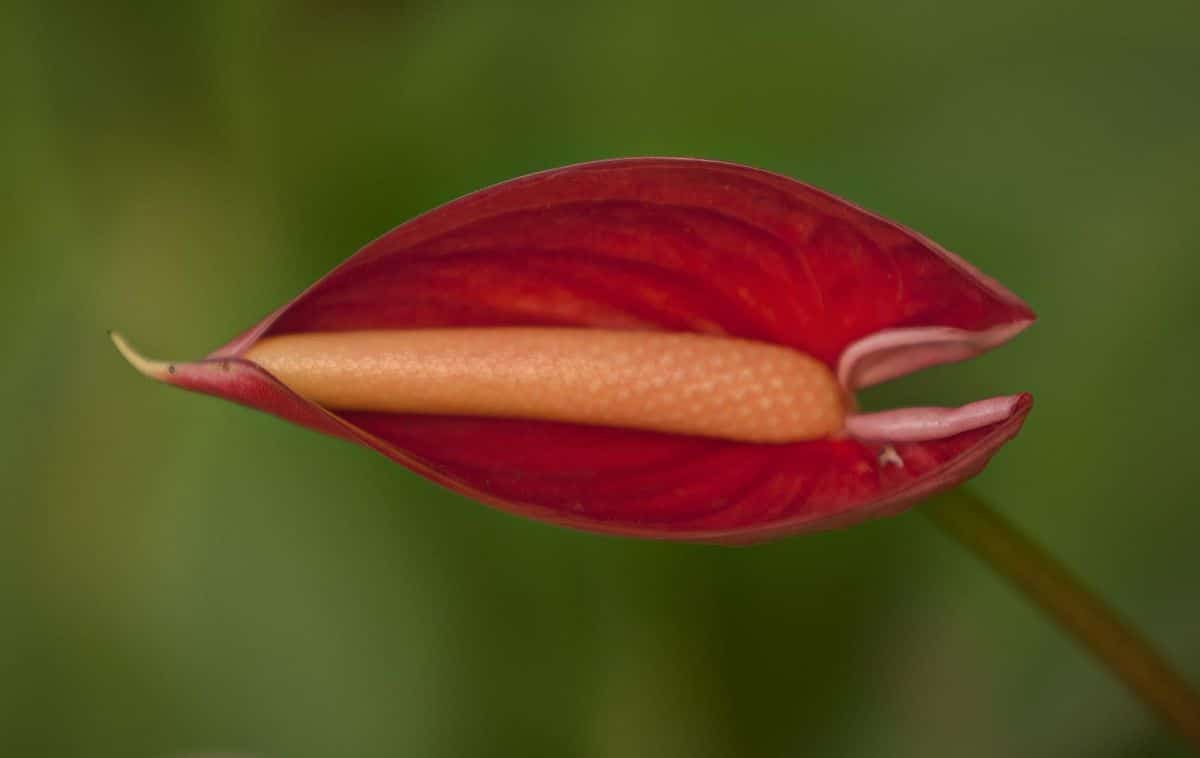 birth of an anthurium flower