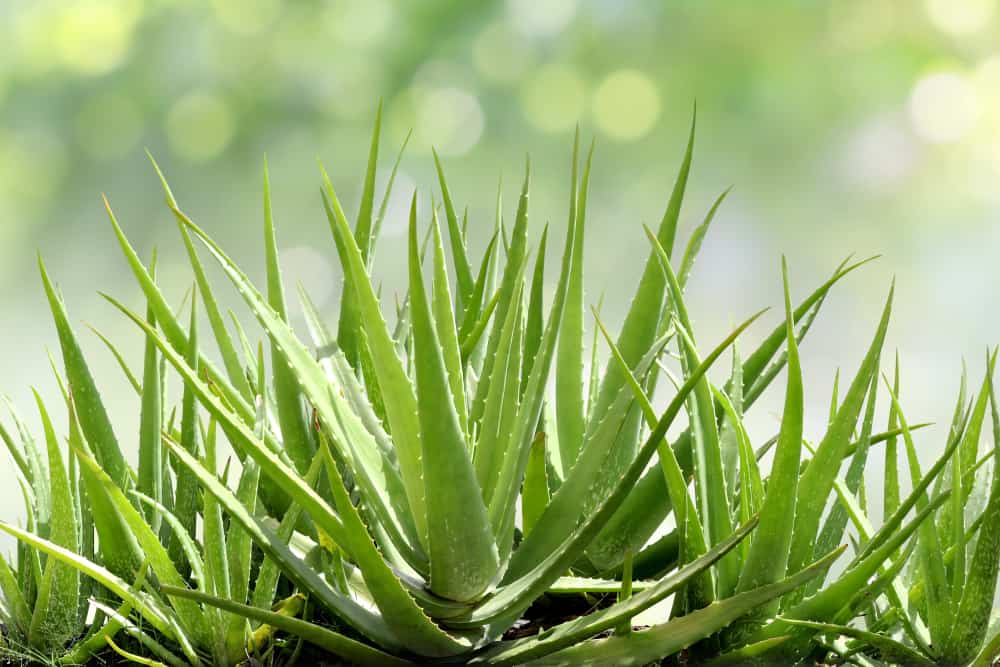 A guide to growing aloe in your home or garden