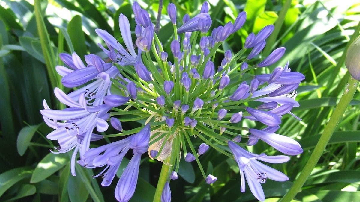 cultivation and flowers of the african lily