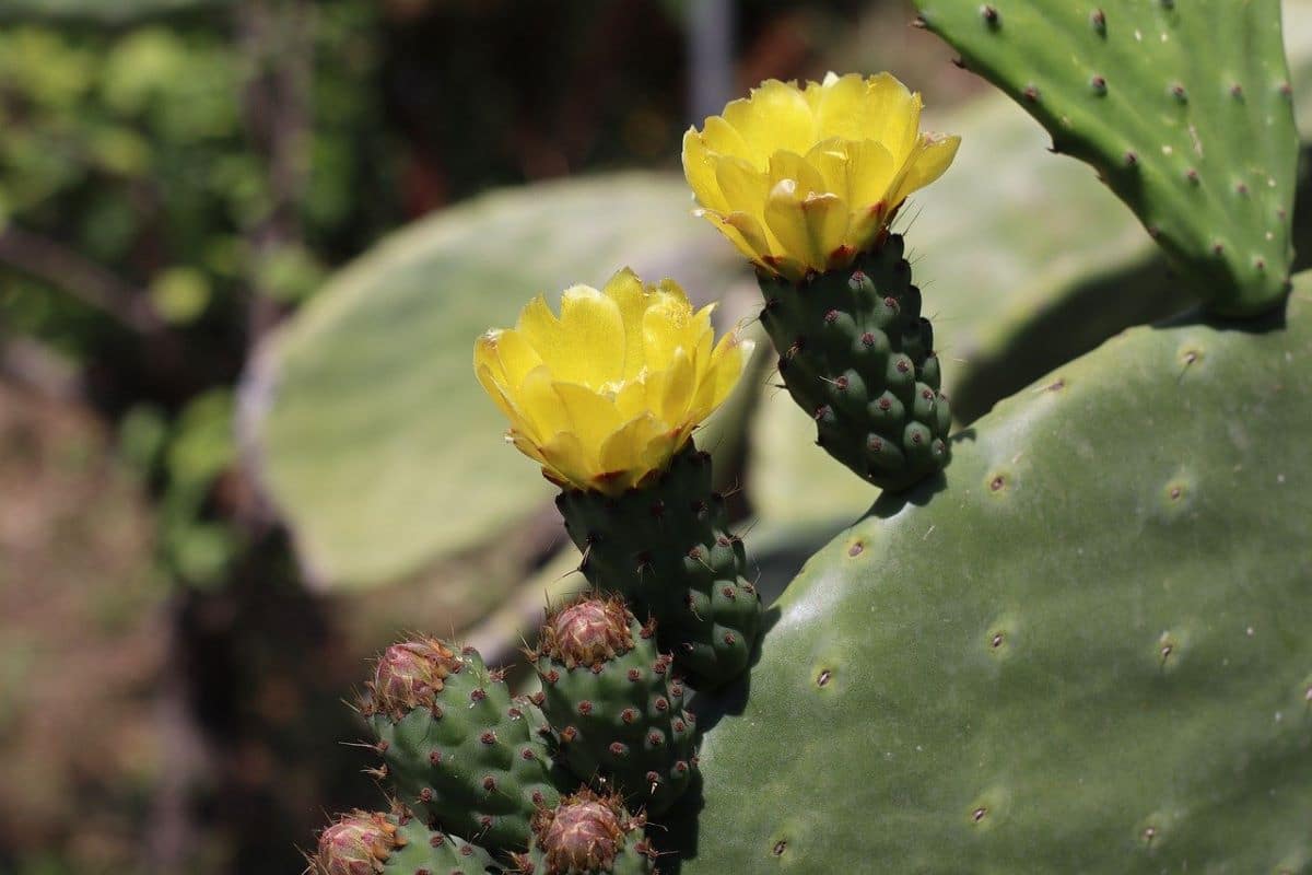 The prickly pear produces yellow flowers