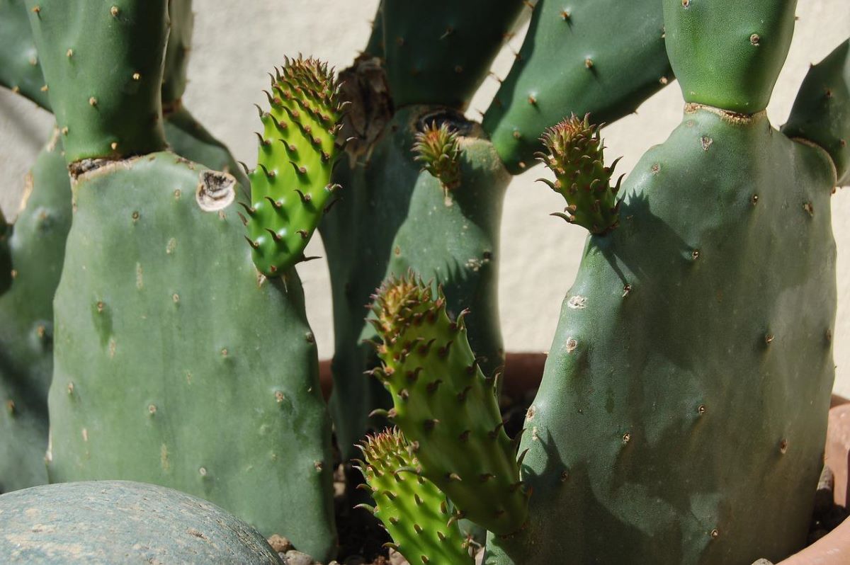 The prickly pear grows quickly