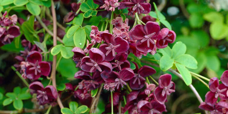 Akebia quinata