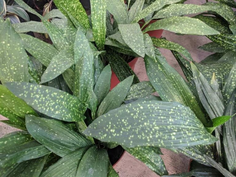 How to plant and care for Aspidistras