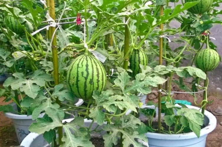 grow watermelon in a pot
