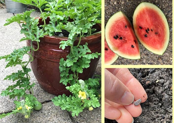 grow watermelon in a pot