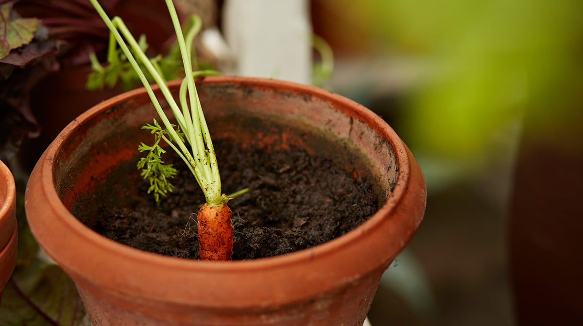 when to plant carrots in the garden