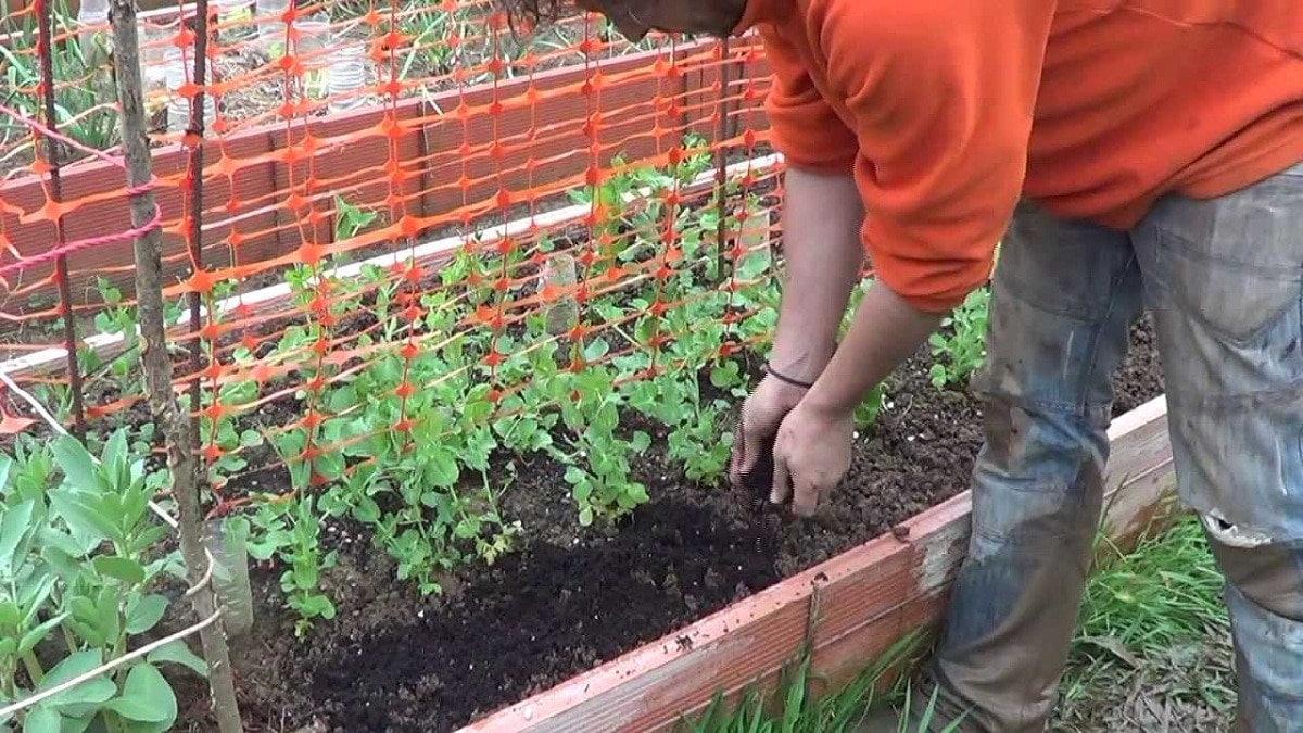 when to plant carrots