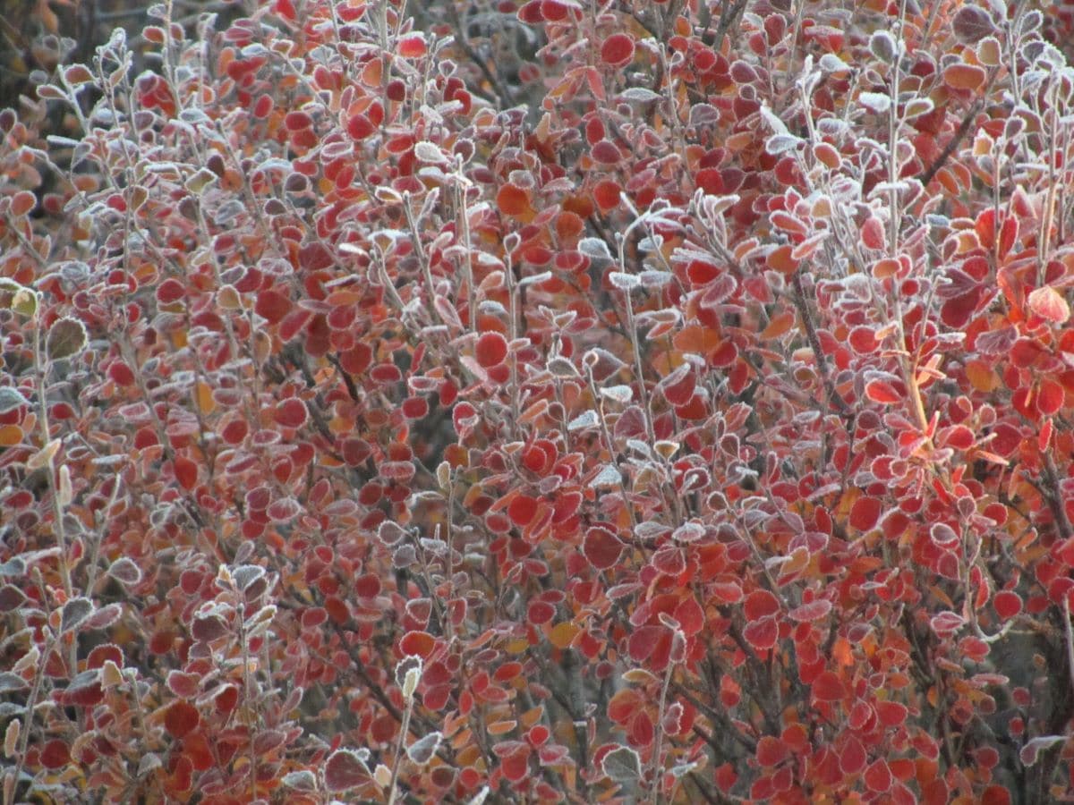 Betula nana turns red in autumn