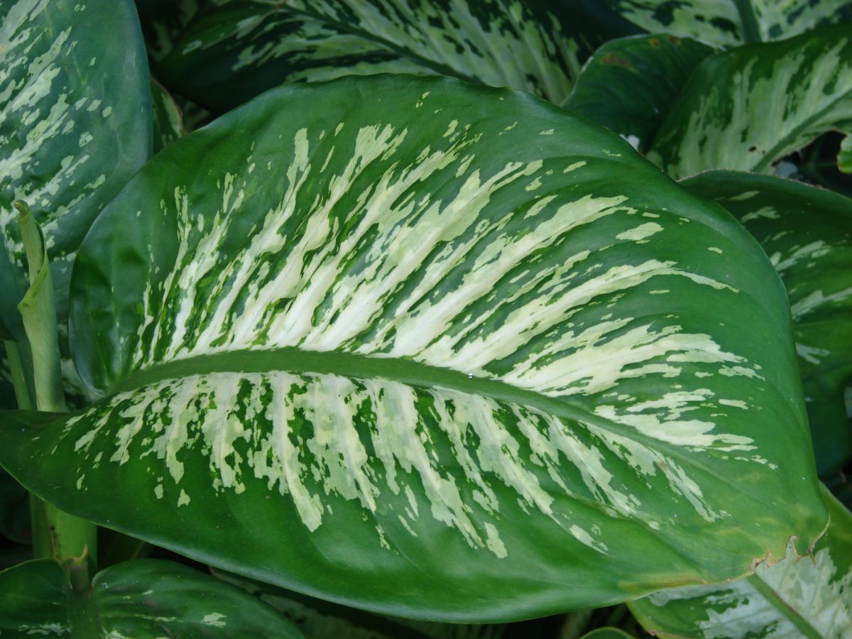 Seguine leaves of Dieffenbachia