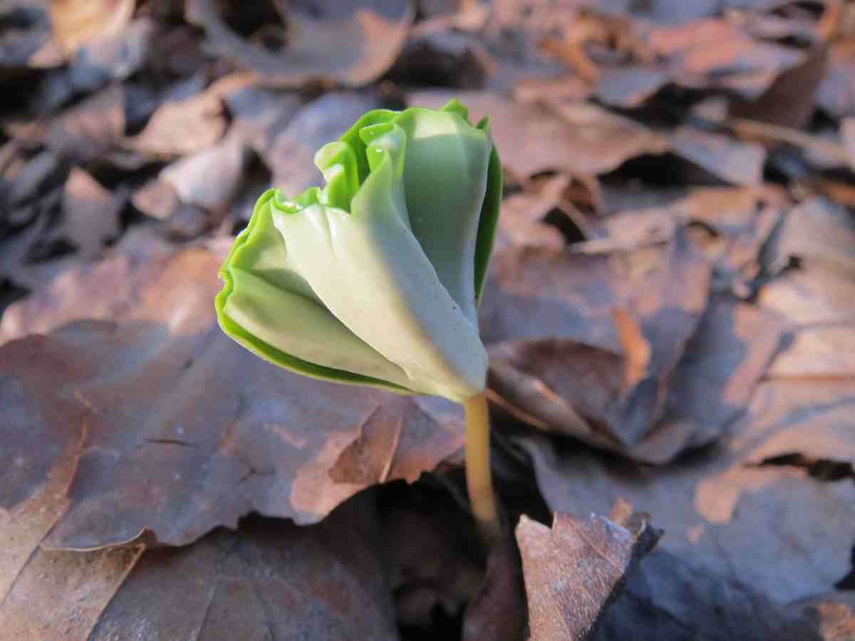 The beech is a tree that takes time to germinate