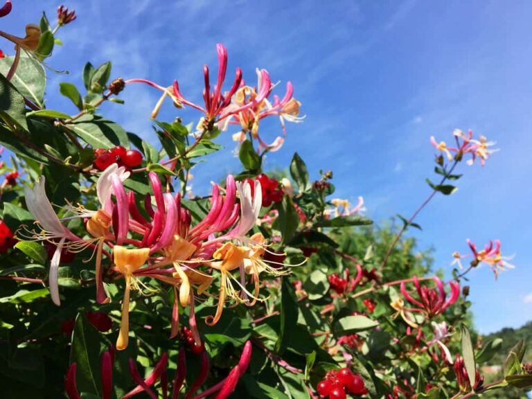 How to Plant and Care for This Flowering Vine