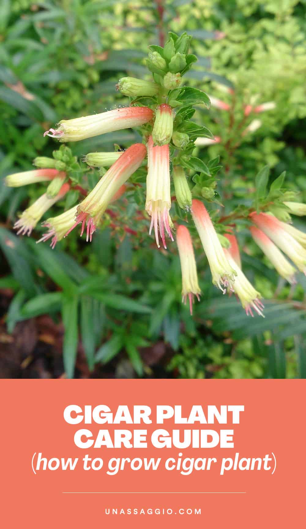Cigar Plant Care Guide