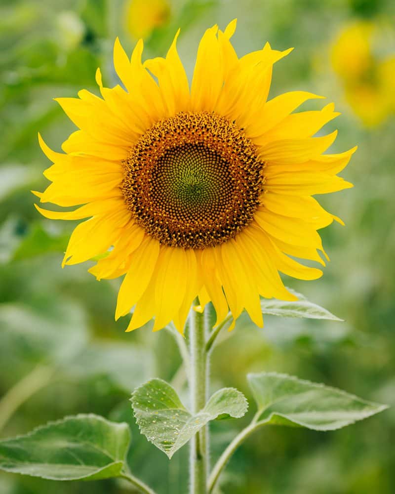 sunflower flowers that bloom all summer