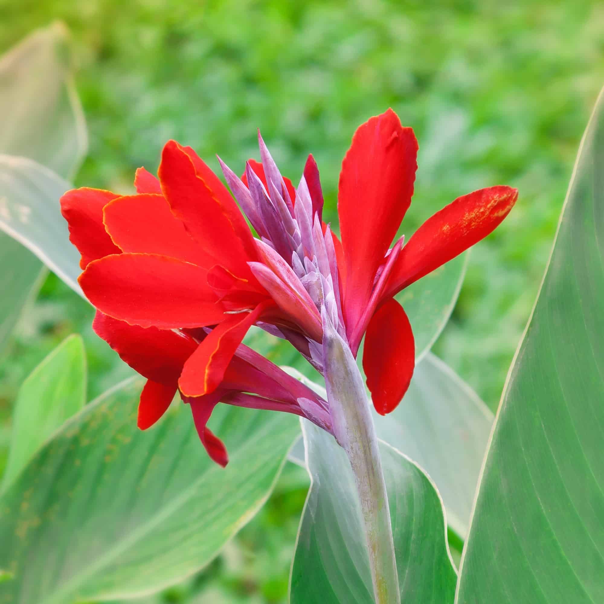 canna flowers that bloom all summer long