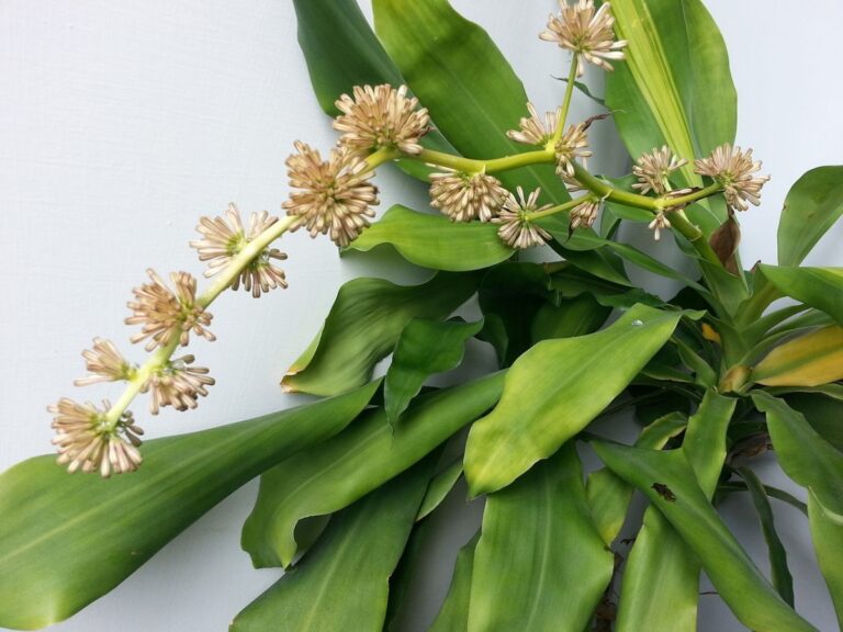La flor del palo de agua es blanca