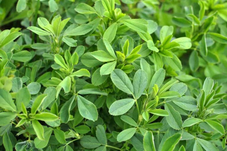 How to Grow Alfalfa from Sprout to Straw