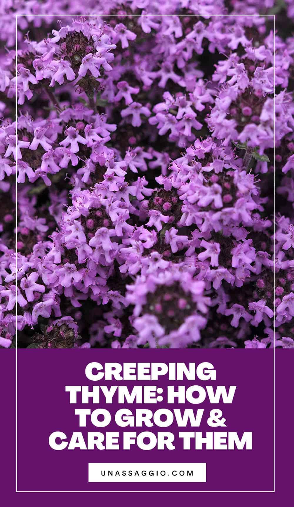 How do you maintain your creeping thyme plant?