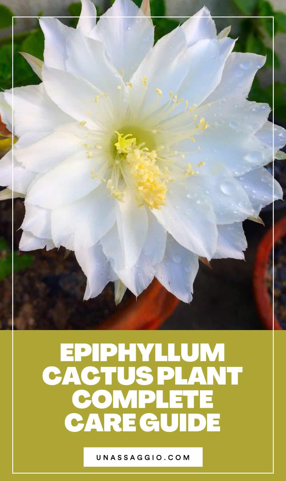 Epiphyllum cactus plant