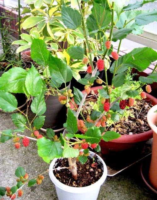 growing blackberries in a pot