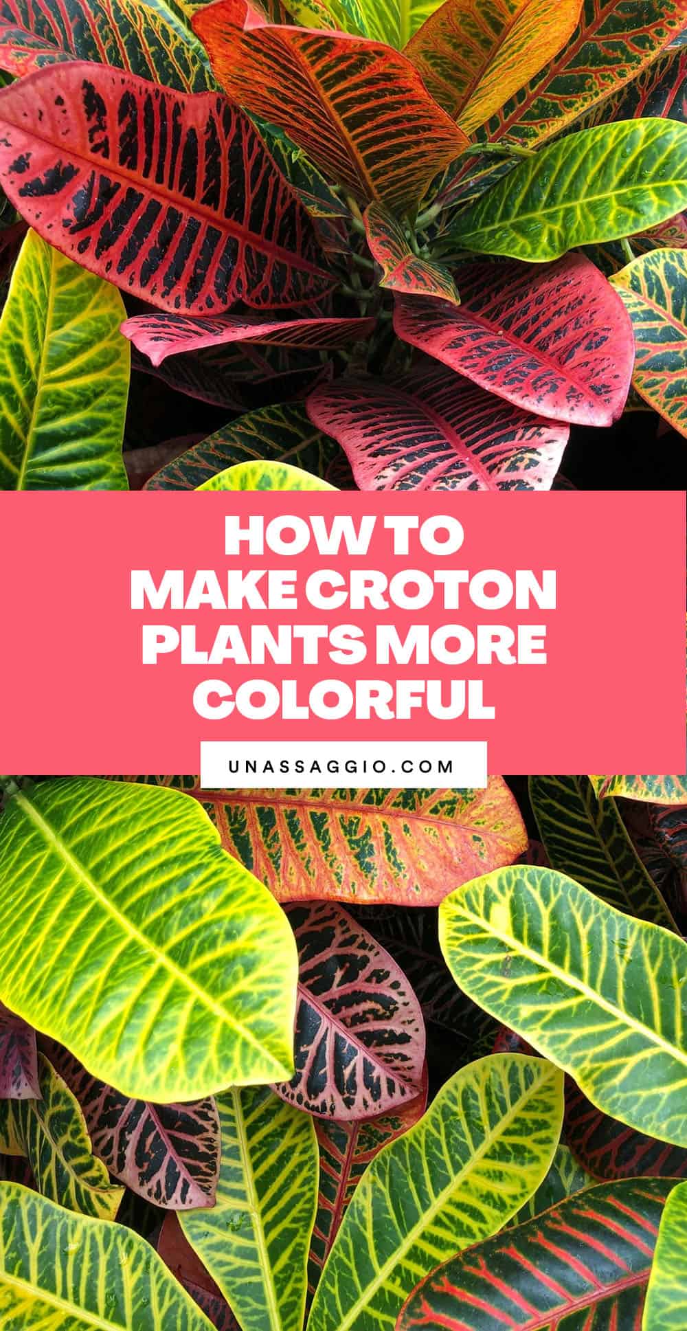 How to make Croton plants more colorful?