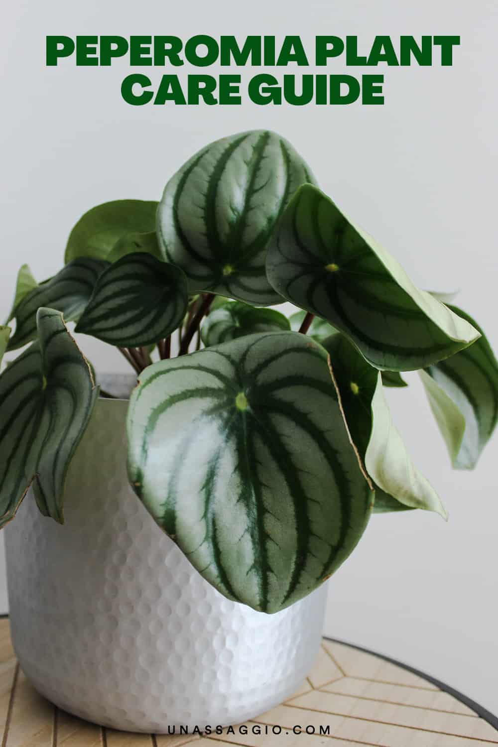 Peperomia Plant Care Guide