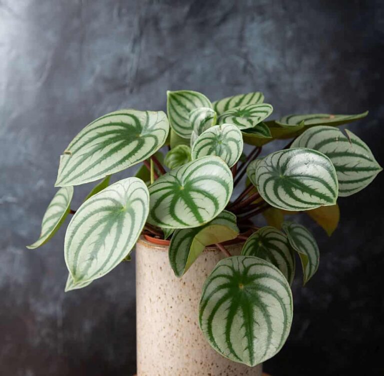 peperomia plant