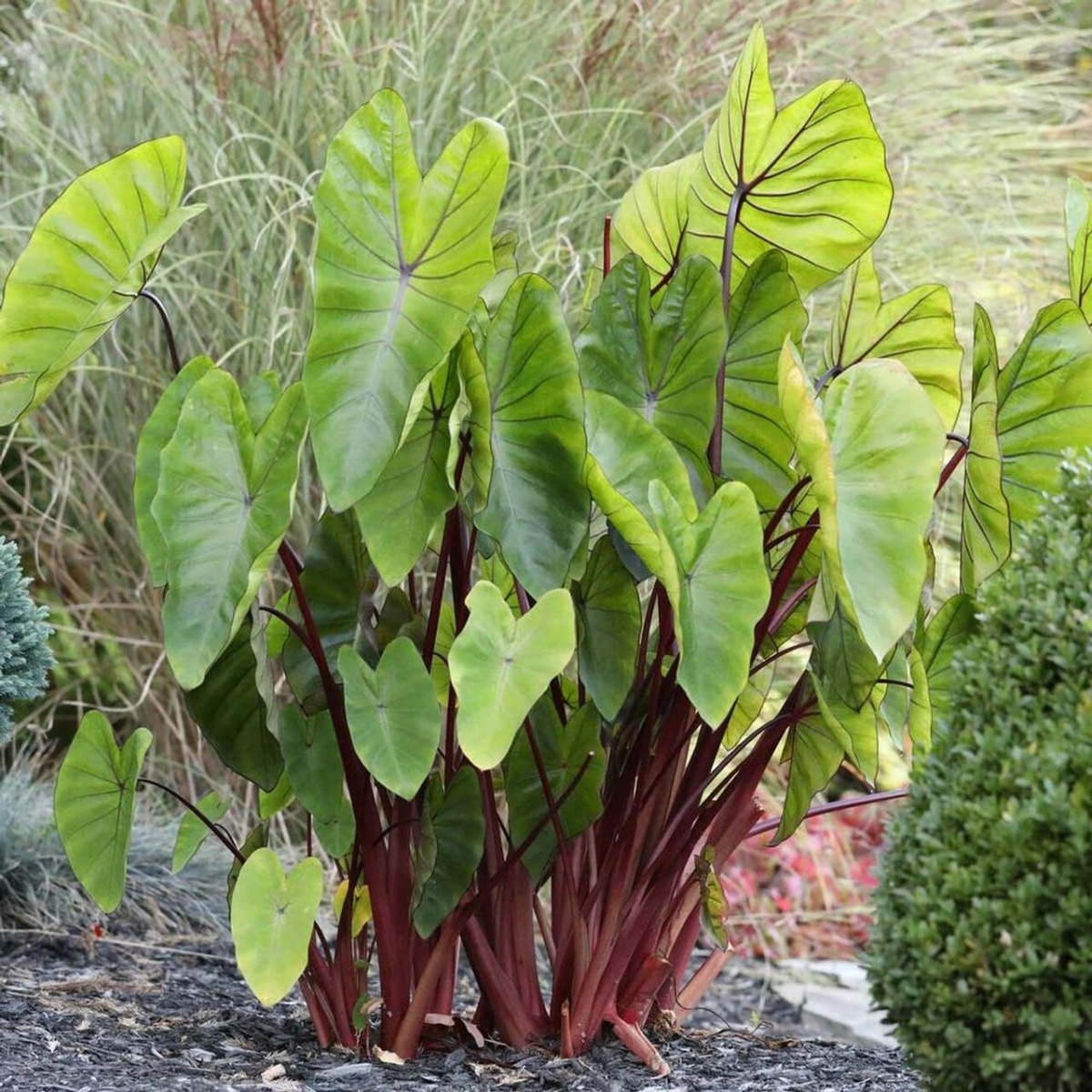 The Colocasia Hawaiian Punch has red stems
