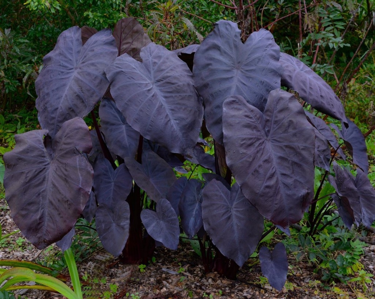 The Colocasia Black Magic has purple leaves