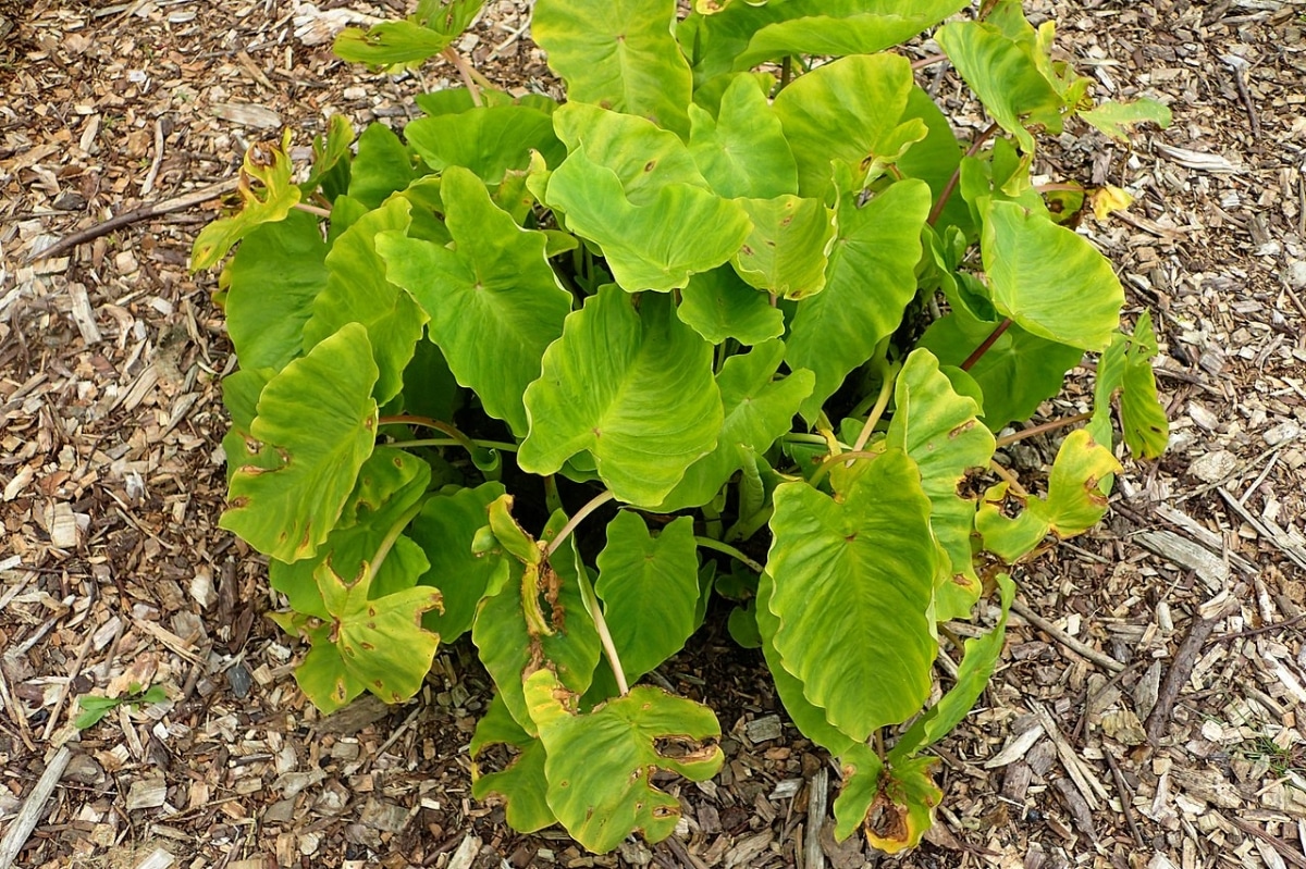 The Colocasia Maui Gold has yellowish green leaves