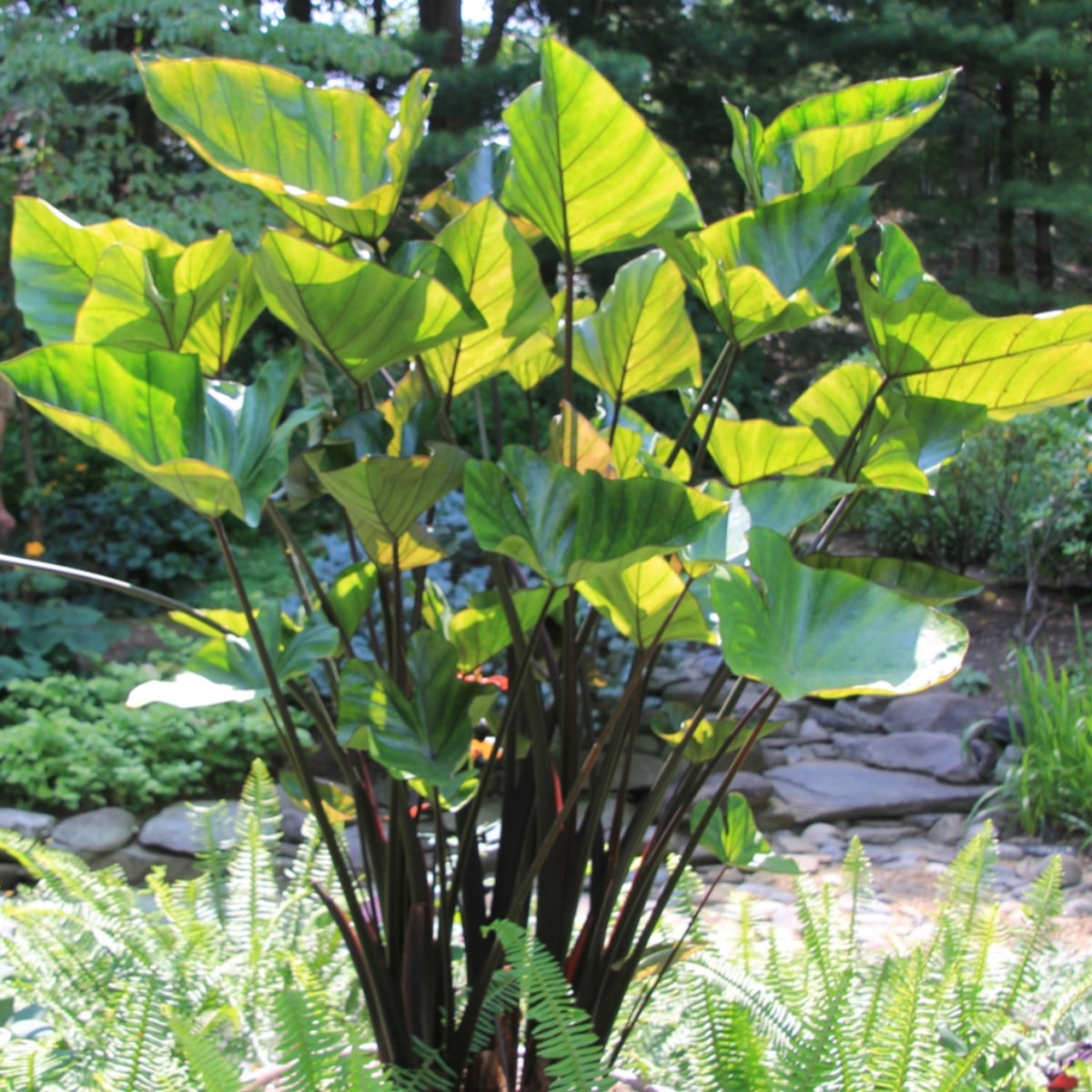 The Colocasia teacup has green leaves