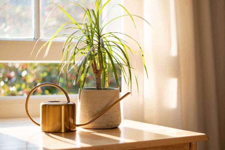All About Growing Easy-Care Dracaena Plants