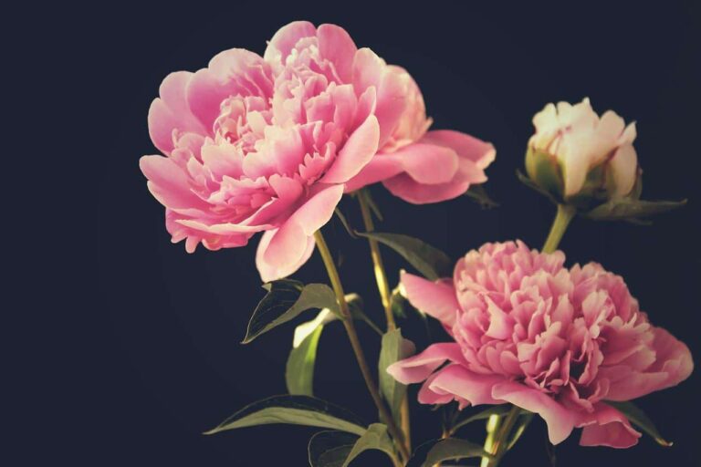 El significado de las peonias est&aacute; relacionado con la belleza y el amor
