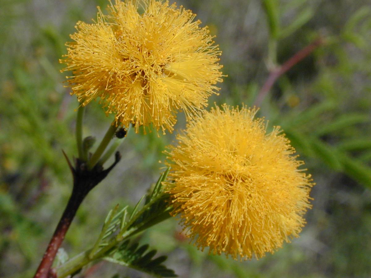 Acacia flowers are small