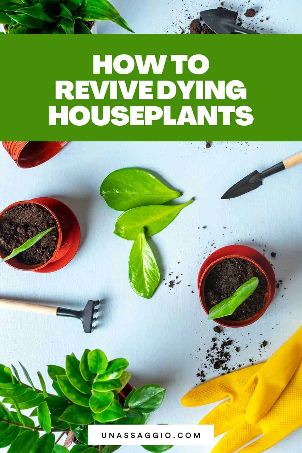 How to revive dying houseplants?