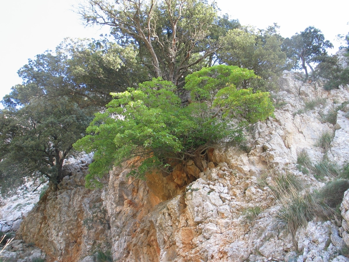 Garnet maple is a deciduous tree