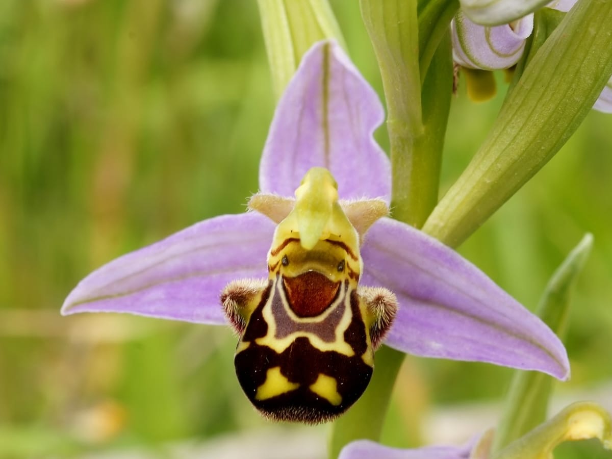 The bee orchid is typical of Mallorca