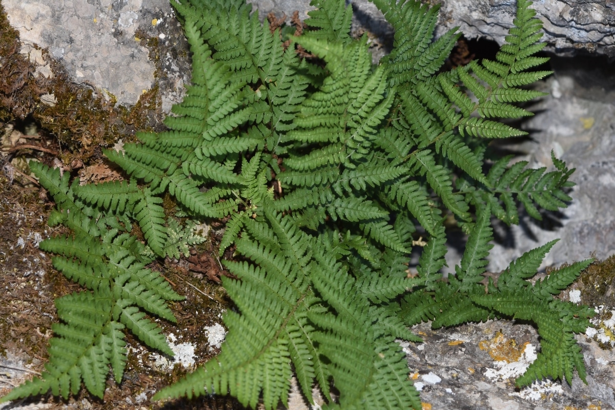 The Dryopteris pallida is a fern from Mallorca