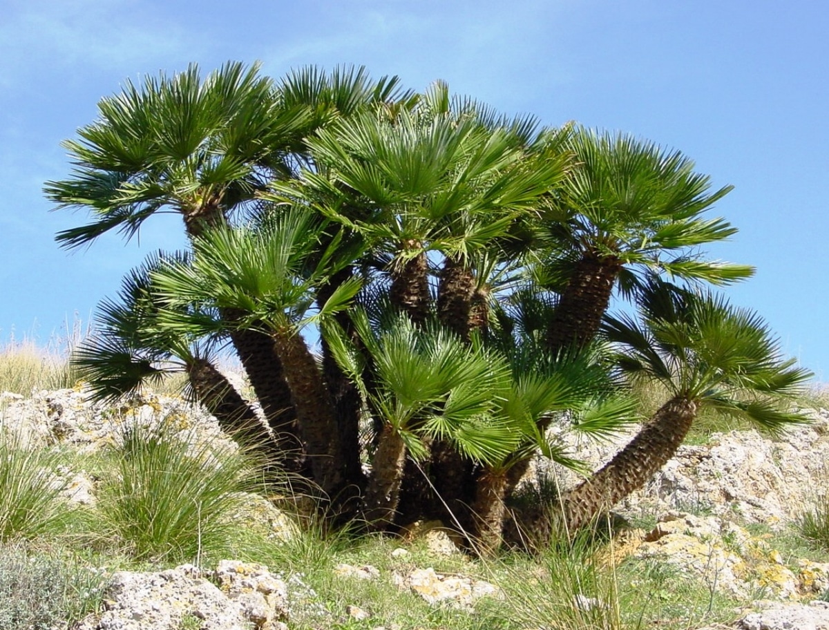 The saw palmetto is a palm