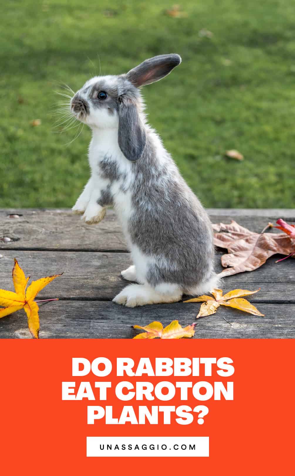 Do Rabbits Eat Croton Plants?
