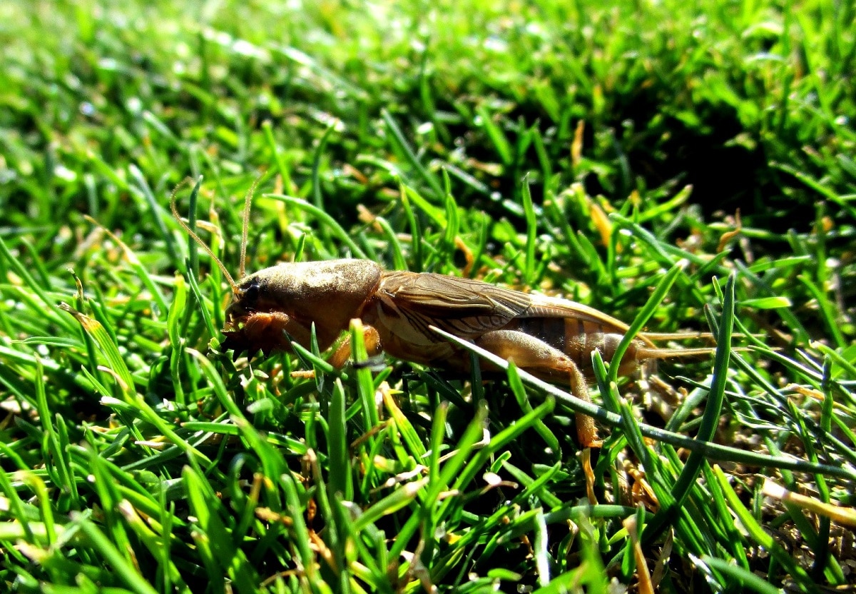 Lawn pest and disease solutions