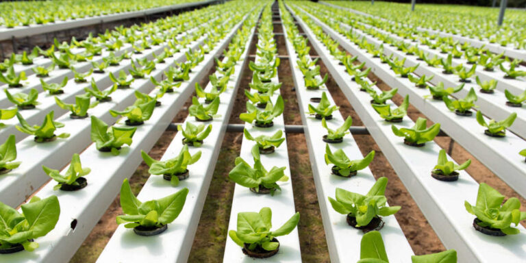 Pots for technical crops.  - Agromatic