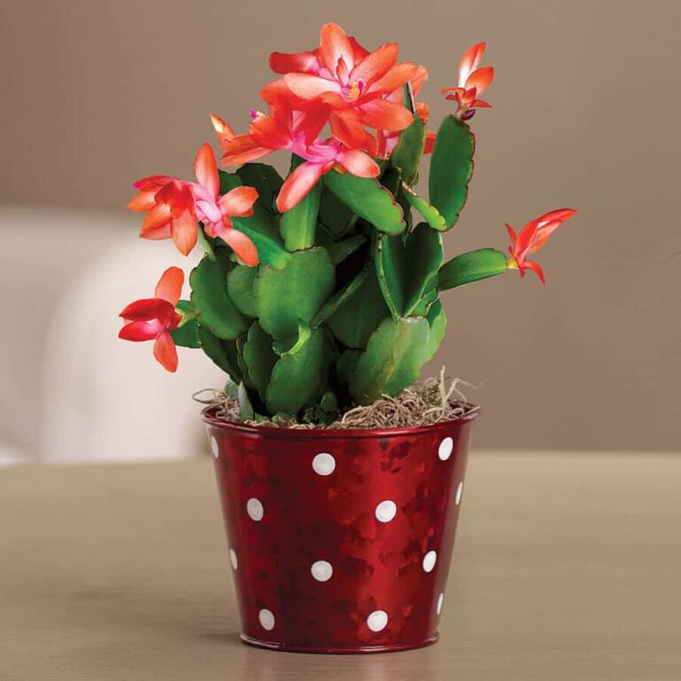 Christmas Cactus Plant Care Guide